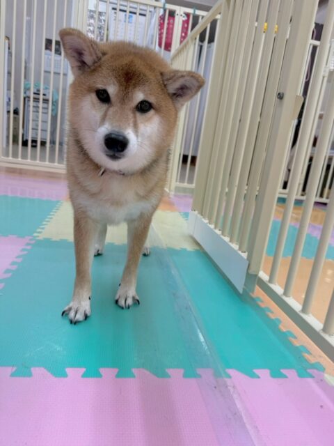 檸檬ちゃん🐶
本日は、ジョージちゃんやこまちゃんに遊ぼーよーと誘われたり、みんなでおしゃべりをしたりして楽しんでいました🤭
爪切りやシャンプーはすごく上手にやらせてくれて非常にスムーズに終わらせることができました👏
🐾🐶愛犬のお悩みご相談ください🐶🐾
@kenkohmura_official
↑フォロー待ってます↑
〒955-0091 新潟県三条市上須頃大割428−1
☎︎ 0256-35-2571
✉️ info@kenkohmura.jp
HP: http://kenkohmura.jp
LINE: https://lin.ee/7LIz5sb
#犬幸村#犬の幼稚園 #吠える、噛む #犬のしつけ #トイレ
柴犬柴犬可愛い柴犬大好き柴犬倶楽部