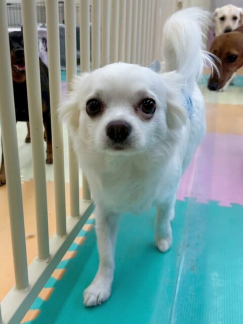 ペロちゃん🐶
今日は園内を探検したり、コロンちゃんと激しくおしゃべりしたりしていました😊
色んな子に囲まれて匂いを嗅がれても動じることなく貫禄のある態度でした😆

🐾🐶愛犬のお悩みご相談ください🐶🐾
@kenkohmura_official
 ↑フォロー待ってます↑

〒955-0091 新潟県三条市上須頃大割４２８−１
☎︎ 0256-35-2571
✉️ info@kenkohmura.jp
HP: http://kenkohmura.jp
LINE: https://lin.ee/7LIz5sb

#犬幸村#犬の幼稚園 #吠える、噛む #犬のしつけ #トイレ
チワワ　ちわわ　チワワだいすき