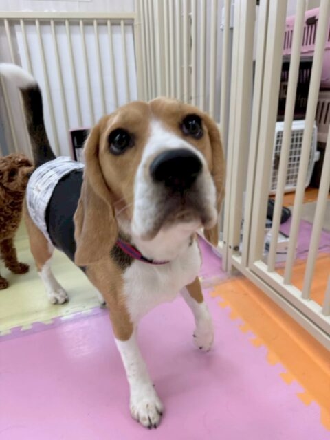 ジョージちゃん🐶
本日歯磨きトレーニングを開催して5ヶ月が経ちました🪥
歯の状態すごく綺麗にキープできています‼️歯磨きもかなり好きなようでしたのでこのまま頑張りましょう👍
園内ではペリーちゃんやのりまきちゃん、ぽん太達と一生懸命走り回ったりして楽しそうに過ごしていました🤭
かなりの確率でみんなの動画に写っているのでチェックしてみてください🤣
🐾🐶愛犬のお悩みご相談ください🐶🐾
@kenkohmura_official
↑フォロー待ってます↑
〒955-0091 新潟県三条市上須頃大割428−1
☎︎ 0256-35-2571
✉️ info@kenkohmura.jp
HP: http://kenkohmura.jp
LINE: https://lin.ee/7LIz5sb
#犬幸村#犬の幼稚園 #吠える、噛む #犬のしつけ #トイレ
ビーグルビーグル可愛いビーグル大好きビーグル倶楽部ビーグル大好き