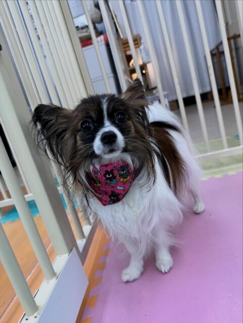 マリベルちゃん🐶
本日は自分から匂いを嗅いだり、挨拶ができてたりしてよかったです‼️いろんな子達とコミュニケーションを取れるようになって来てかなり成長を感じました👏

🐾🐶愛犬のお悩みご相談ください🐶🐾
@kenkohmura_official
 ↑フォロー待ってます↑

〒955-0091 新潟県三条市上須頃大割４２８−１
☎︎ 0256-35-2571
✉️ info@kenkohmura.jp
HP: http://kenkohmura.jp
LINE: https://lin.ee/7LIz5sb

#犬幸村#犬の幼稚園 #吠える、噛む #犬のしつけ #トイレ
パピヨンパピヨン可愛いパピヨン大好きパピヨン倶楽部