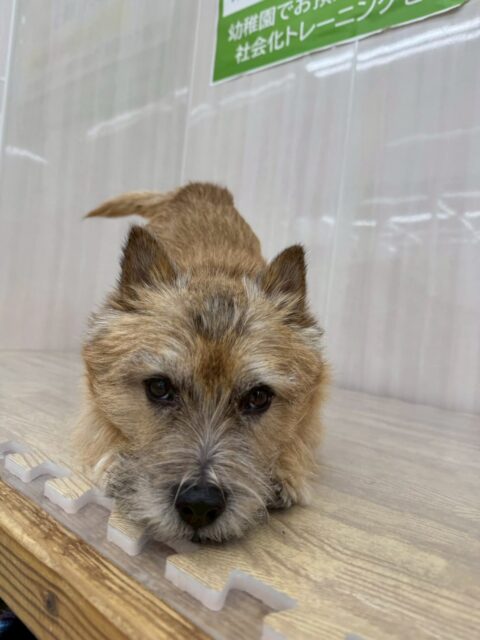 明日は木曜日、休園日です🐶
🐾🐶愛犬のお悩みご相談ください🐶🐾
@kenkohmura_official
 ↑フォロー待ってます↑

〒955-0091 新潟県三条市上須頃大割４２８−１
☎︎ 0256-35-2571
✉️ info@kenkohmura.jp
HP: http://kenkohmura.jp
LINE: https://lin.ee/7LIz5sb

#犬幸村#犬の幼稚園 #吠える、噛む #犬のしつけ #トイレ