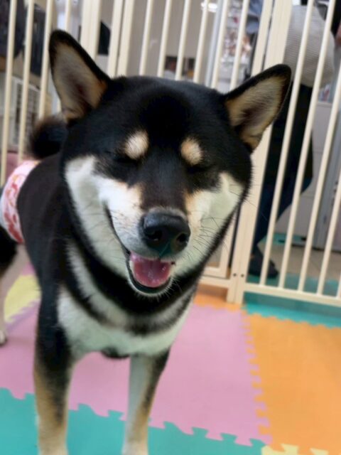 北斗ちゃん🐶
今日は、ケン太ちゃんや寅丸ちゃんと楽しそうにお喋りしていました!☺️
また、服を着る練習をした時はまだ慣れていないこともあり少し戸惑いながらも上手に服を着ることができていました!😊
🐾🐶愛犬のお悩みご相談ください🐶🐾
@kenkohmura_official
↑フォロー待ってます↑
☎︎ 0〒955-0091 新潟県三条市上須頃大割428−1256-35-2571
✉️ info@kenkohmura.jp
HP: http://kenkohmura.jp
LINE: https://lin.ee/7LIz5sb
#犬幸村#犬の幼稚園 #吠える、噛む #犬のしつけ #トイレ 柴犬 柴犬大好き 柴犬との生活