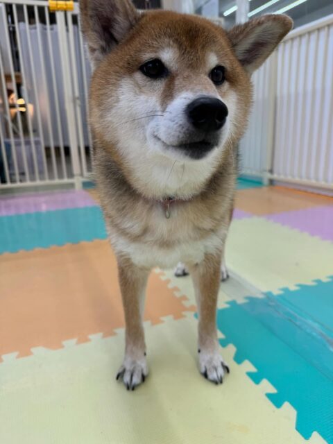 檸檬ちゃん🐶
本日は助ちゃんやモカちゃん、チャリーちゃん達が遊んでいるのをみて声をかけたりしていました🤭

みんなが遊んでいるのが羨ましいのか間に入って声をかけたり、入れてー‼️と前足を伸ばしたりしていました🤣

🐾🐶愛犬のお悩みご相談ください🐶🐾
@kenkohmura_official
 ↑フォロー待ってます↑

〒955-0091 新潟県三条市上須頃大割４２８−１
☎︎ 0256-35-2571
✉️ info@kenkohmura.jp
HP: http://kenkohmura.jp
LINE: https://lin.ee/7LIz5sb

#犬幸村#犬の幼稚園 #吠える、噛む #犬のしつけ #トイレ
柴犬柴犬可愛い柴犬大好き柴犬倶楽部