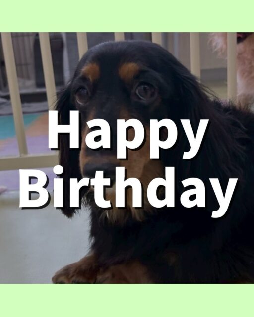 クッキーちゃん🐶
5歳のお誕生日おめでとうございます!🎉
今日は、園内を散策していたりスタッフに撫でてもらっている時にお腹を出してもっと撫でてアピールをしていました!🥰
また、店内へお散歩に行った時はスタッフの隣を上手に歩いていました!☺️
🐾🐶愛犬のお悩みご相談ください🐶🐾
@kenkohmura_official
↑フォロー待ってます↑
☎︎ 0〒955-0091 新潟県三条市上須頃大割428−1256-35-2571
✉️ info@kenkohmura.jp
HP: http://kenkohmura.jp
LINE: https://lin.ee/7LIz5sb
#犬幸村#犬の幼稚園 #吠える、噛む #犬のしつけ #トイレ ミニチュアダックスフンド ミニチュアダックスフンド可愛い ミニチュアダックスフンドとの生活