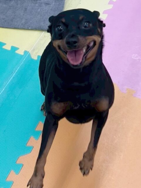 クールちゃん&カノアちゃん🐶
今日はクールちゃんは園内を探検したりスタッフに挨拶に来たりしてくれました😊
カノアちゃんはお店の小さい子を遊びに誘ったり、ウィスキーちゃんに挨拶したりしていました😆

🐾🐶愛犬のお悩みご相談ください🐶🐾
@kenkohmura_official
 ↑フォロー待ってます↑

〒955-0091 新潟県三条市上須頃大割４２８−１
☎︎ 0256-35-2571
✉️ info@kenkohmura.jp
HP: http://kenkohmura.jp
LINE: https://lin.ee/7LIz5sb

#犬幸村#犬の幼稚園 #吠える、噛む #犬のしつけ #トイレ
ミニチュアピンシャー　ミニピン　ミックス犬　mix犬