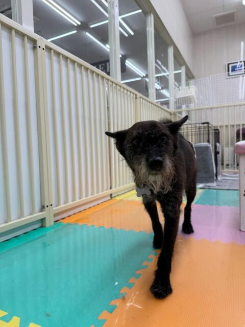 小乃輔ちゃん🐶
本日歯磨きトレーニングを開催して1年7ヶ月が経ちました
歯の状態始めた頃よりも良くなり始めています‼️このままキープして行きましょう✊

園内では、チャリーちゃんや大吉ちゃん達と走り回ったり、おしゃべりをしたりして白熱していました👍

🐾🐶愛犬のお悩みご相談ください🐶🐾
@kenkohmura_official
 ↑フォロー待ってます↑

〒955-0091 新潟県三条市上須頃大割４２８−１
☎︎ 0256-35-2571
✉️ info@kenkohmura.jp
HP: http://kenkohmura.jp
LINE: https://lin.ee/7LIz5sb

#犬幸村#犬の幼稚園 #吠える、噛む #犬のしつけ #トイレ
ミックスミックス犬ミックス犬可愛いミックス犬大好きミックス犬倶楽部