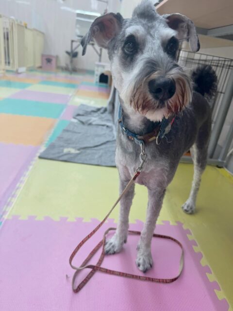 ペリーちゃん🐶
本日は来て早々にぽん太と相撲を取ったり、いろんな子達と走り回ったりして遊んでいました🤭
カットやシャンプーはかなりイメージチェンジをして今までとはまた違った良さがありますね😍
🐾🐶愛犬のお悩みご相談ください🐶🐾
@kenkohmura_official
↑フォロー待ってます↑
〒955-0091 新潟県三条市上須頃大割428−1
☎︎ 0256-35-2571
✉️ info@kenkohmura.jp
HP: http://kenkohmura.jp
LINE: https://lin.ee/7LIz5sb
#犬幸村#犬の幼稚園 #吠える、噛む #犬のしつけ #トイレ
シュナウザーシュナウザー可愛いシュナウザー大好きシュナウザー倶楽部