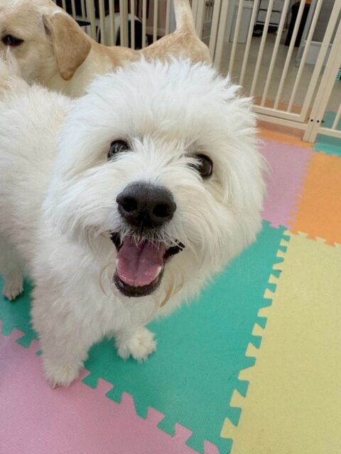 幼稚園体験に来てくれました🐶
最初から周りの匂いを嗅いだり、少し警戒しながらも柵越しに挨拶をしていました‼️
ですがみんなが入ってくると非常に楽しそうに走り回ったり、戯れあったりして楽しそうに過ごしていました👍
🐾🐶愛犬のお悩みご相談ください🐶🐾
@kenkohmura_official
↑フォロー待ってます↑
〒955-0091 新潟県三条市上須頃大割428−1
☎︎ 0256-35-2571
✉️ info@kenkohmura.jp
HP: http://kenkohmura.jp
LINE: https://lin.ee/7LIz5sb
#犬幸村#犬の幼稚園 #吠える、噛む #犬のしつけ #トイレ
ミックスミックス犬ミックス犬可愛いミックス犬大好きミックス犬倶楽部