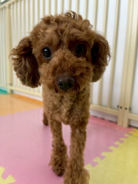 もこちゃん🐶
今日は、スタッフに呼ばれると「呼びましたか〜!」と尻尾をブンブン振りながらスタッフの元へ駆けつけていました!😊
また、夕方頃になると柵の近くでのんびり過ごしていました!😄
🐾🐶愛犬のお悩みご相談ください🐶🐾
@kenkohmura_official
↑フォロー待ってます↑
☎︎ 0〒955-0091 新潟県三条市上須頃大割428−1256-35-2571
✉️ info@kenkohmura.jp
HP: http://kenkohmura.jp
LINE: https://lin.ee/7LIz5sb
#犬幸村#犬の幼稚園 #吠える、噛む #犬のしつけ #トイレ トイプードル トイプードル大好き トイプードルとの暮らし