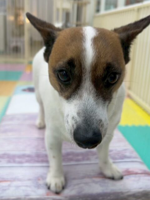 麦ちゃん🐶
今日はお店の小さい子達に一喝をいれたり、カノアちゃんと挨拶をしたりしていました😆
スタッフが麦ちゃんの名前を呼ぶと嬉しそうに近づいてきて熱烈に挨拶をしてくれました🥰

🐾🐶愛犬のお悩みご相談ください🐶🐾
@kenkohmura_official
 ↑フォロー待ってます↑

〒955-0091 新潟県三条市上須頃大割４２８−１
☎︎ 0256-35-2571
✉️ info@kenkohmura.jp
HP: http://kenkohmura.jp
LINE: https://lin.ee/7LIz5sb

#犬幸村#犬の幼稚園 #吠える、噛む #犬のしつけ #トイレ
ジャックラッセルテリア　ジャックラッセル　ジャックラッセルかわいい