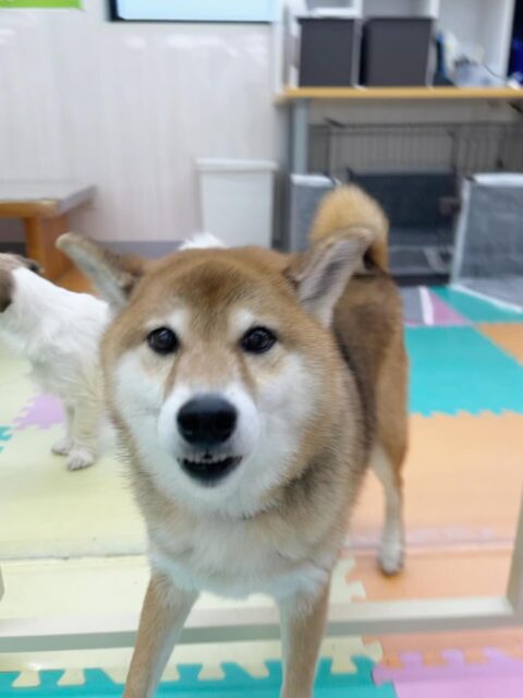 檸檬ちゃん🐶
ゆずちゃんが気に入ったみたいで遊ぼ〜と誘っていました😁
チャリーちゃんとおしゃべりしたり元気いっぱいの檸檬ちゃんでした!!
🐾🐶愛犬のお悩みご相談ください🐶🐾
@kenkohmura_official
↑フォロー待ってます↑
〒955-0091 新潟県三条市上須頃大割428−1
☎︎ 0256-35-2571
✉️ info@kenkohmura.jp
HP: http://kenkohmura.jp
LINE: https://lin.ee/7LIz5sb
#犬幸村#犬の幼稚園 #吠える、噛む #犬のしつけ #トイレ
柴犬 柴犬かわいい 柴犬だいすき