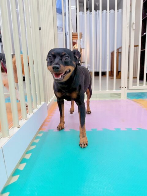 クールちゃん&カノアちゃん🐶
今日はクールちゃんは園内を探検したり、スタッフに挨拶したりしてくれました😊レーキングはお手のものでとてもお利口さんでした👏
カノアちゃんはお店の小さい子を遊びに誘ったり、逆にジョージちゃんやコタローちゃんに遊びに誘われたりしていました😆

🐾🐶愛犬のお悩みご相談ください🐶🐾
@kenkohmura_official
 ↑フォロー待ってます↑

〒955-0091 新潟県三条市上須頃大割４２８−１
☎︎ 0256-35-2571
✉️ info@kenkohmura.jp
HP: http://kenkohmura.jp
LINE: https://lin.ee/7LIz5sb

#犬幸村#犬の幼稚園 #吠える、噛む #犬のしつけ #トイレ
ミニチュアピンシャー　ミニピン　ミックス犬　mix犬