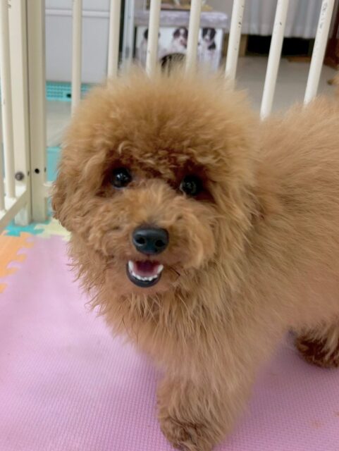 ププちゃん🐶
本日はモカちゃんやニコペットのラブラドールといっしょに走り回ったり、楽しそうにワンプロをして遊んでいたりしていました👍
🐾🐶愛犬のお悩みご相談ください🐶🐾
@kenkohmura_official
↑フォロー待ってます↑
〒955-0091 新潟県三条市上須頃大割428−1
☎︎ 0256-35-2571
✉️ info@kenkohmura.jp
HP: http://kenkohmura.jp
LINE: https://lin.ee/7LIz5sb
#犬幸村#犬の幼稚園 #吠える、噛む #犬のしつけ #トイレ
トイプートイプー可愛いトイプー倶楽部トイプー大好き