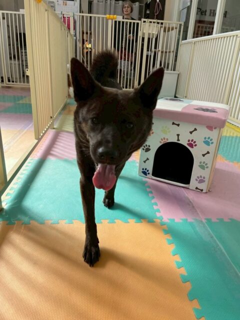 夏紬ちゃん🐶
本日は、朝から鶴丸やニコペットのちびっ子達と走り回ったり、みんなでワンプロをしあったりして楽しんで過ごしていました🤭
🐾🐶愛犬のお悩みご相談ください🐶🐾
@kenkohmura_official
↑フォロー待ってます↑
〒955-0091 新潟県三条市上須頃大割428−1
☎︎ 0256-35-2571
✉️ info@kenkohmura.jp
HP: http://kenkohmura.jp
LINE: https://lin.ee/7LIz5sb
#犬幸村#犬の幼稚園 #吠える、噛む #犬のしつけ #トイレ
甲斐犬甲斐犬大好き甲斐犬倶楽部甲斐可愛い