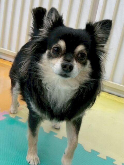 タッチちゃん🐶
ゴロー丸ちゃんとかわいいツーショット撮れました📷 ́͏̖-
まろちゃんやベンに臭い嗅がれていたり、ゴロー丸ちゃんと椅子の上でまったりしていました!
お散歩トレーニングではトリマーさんに抱っこしてもらったりしていました✨
🐾🐶愛犬のお悩みご相談ください🐶🐾
@kenkohmura_official
↑フォロー待ってます↑
〒955-0091 新潟県三条市上須頃大割428−1
☎︎ 0256-35-2571
✉️ info@kenkohmura.jp
HP: http://kenkohmura.jp
LINE: https://lin.ee/7LIz5sb
#犬幸村#犬の幼稚園 #吠える噛む #犬のしつけ #トイレ
チワワ チワワだいすき チワワかわいい