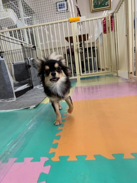 きりまるちゃん&まろちゃん🐶
きりまるちゃんは来園して来てすぐにお友達と遊び回ったりしていました👍午後からはさらにニコペットのちびっ子達がたくさん来てくれてすごく楽しそうに過ごせていました🤭
まろちゃんもだんだんいろんな子達を遊びに誘えるようになって来ています‼️特にチワワちゃん達とはかなり慣れて来たようで自分から遊びを誘う場面もありよかったです👏
🐾🐶愛犬のお悩みご相談ください🐶🐾
@kenkohmura_official
↑フォロー待ってます↑
〒955-0091 新潟県三条市上須頃大割428−1
☎︎ 0256-35-2571
✉️ info@kenkohmura.jp
HP: http://kenkohmura.jp
LINE: https://lin.ee/7LIz5sb
#犬幸村#犬の幼稚園 #吠える、噛む #犬のしつけ #トイレ
チワワチワワ可愛いチワワ大好きチワワ倶楽部