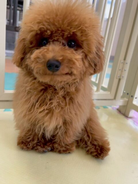 ププちゃん🐶
本日は、きりまるちゃんやまろちゃん達と走り回ったり、ニコペットの子達と激しいワンプロをしあったりして非常に楽しそうに過ごしていました👍
🐾🐶愛犬のお悩みご相談ください🐶🐾
@kenkohmura_official
↑フォロー待ってます↑
〒955-0091 新潟県三条市上須頃大割428−1
☎︎ 0256-35-2571
✉️ info@kenkohmura.jp
HP: http://kenkohmura.jp
LINE: https://lin.ee/7LIz5sb
#犬幸村#犬の幼稚園 #吠える、噛む #犬のしつけ #トイレ
トイプートイプー可愛いトイプー大好きトイプー倶楽部