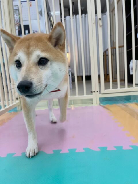 寅丸ちゃん🐶
ニコペットにいるスタンダードプードルちゃんやきりまるちゃんと走り回ったりおしゃべりしていました😊
歯磨きトレーニング開始して1年6ヶ月経過しました🦷🪥✨
汚れがつかないようにこれからも頑張りましょう!
🐾🐶愛犬のお悩みご相談ください🐶🐾
@kenkohmura_official
↑フォロー待ってます↑
〒955-0091 新潟県三条市上須頃大割428−1
☎︎ 0256-35-2571
✉️ info@kenkohmura.jp
HP: http://kenkohmura.jp
LINE: https://lin.ee/7LIz5sb
#犬幸村#犬の幼稚園 #吠える噛む #犬のしつけ #トイレ
豆柴 豆柴かわいい 豆柴だいすき