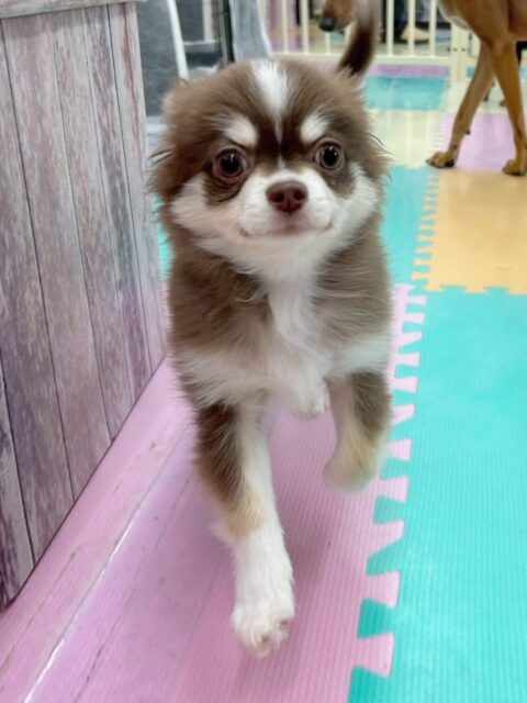 ウィスキーちゃん🐶
今日はお店の小さい子達と追いかけっこをしたり、カノアちゃんやビビちゃんに挨拶をしたりしていました😊
スタッフがウィスキーちゃんを呼ぶと嬉しそうについてくる姿がとっても可愛かったです💞
お散歩では緊張している様子でしたが、1人でも頑張って歩いていました👏✨
🐾🐶愛犬のお悩みご相談ください🐶🐾
@kenkohmura_official
↑フォロー待ってます↑
〒955-0091 新潟県三条市上須頃大割428−1
☎︎ 0256-35-2571
✉️ info@kenkohmura.jp
HP: http://kenkohmura.jp
LINE: https://lin.ee/7LIz5sb
#犬幸村#犬の幼稚園 #吠える、噛む #犬のしつけ #トイレ
チワワ ちわわ チワワだいすき