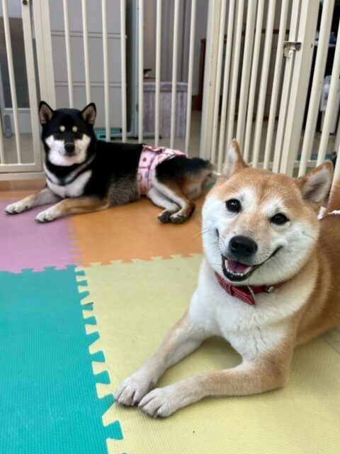 寅丸ちゃん🐶
今日は、仲良しの北斗ちゃんとのツーショット写真が撮れました!🥰
また、北斗ちゃんが他のところ見ていると「こっち見てよ!遊ぼうよ!」と遊びに誘っていました!😆
🐾🐶愛犬のお悩みご相談ください🐶🐾
@kenkohmura_official
↑フォロー待ってます↑
☎︎ 0〒955-0091 新潟県三条市上須頃大割428−1256-35-2571
✉️ info@kenkohmura.jp
HP: http://kenkohmura.jp
LINE: https://lin.ee/7LIz5sb
#犬幸村#犬の幼稚園 #吠える、噛む #犬のしつけ #トイレ 柴犬 柴犬可愛い 柴犬大好き