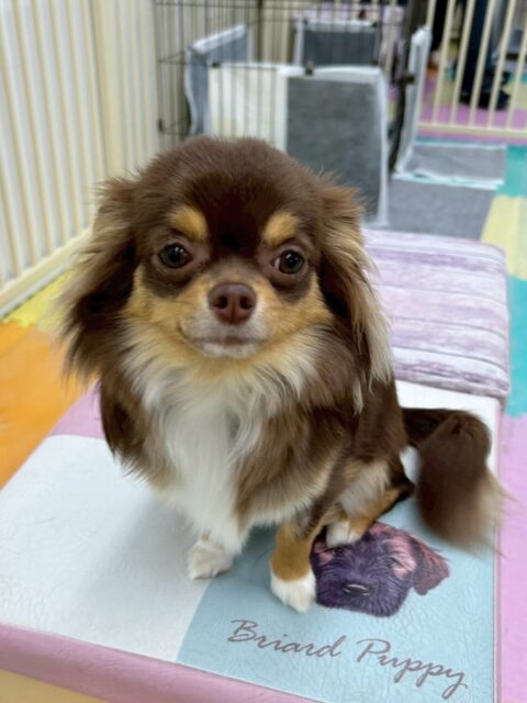 まろちゃん🐶
今日はスタッフに挨拶したりウィスキーちゃんに遊びに誘われたりしていました😊
きりまるちゃんがいなくて少し寂しそうでしたが1人でも園内を探検していました👏✨

🐾🐶愛犬のお悩みご相談ください🐶🐾
@kenkohmura_official
 ↑フォロー待ってます↑

〒955-0091 新潟県三条市上須頃大割４２８−１
☎︎ 0256-35-2571
✉️ info@kenkohmura.jp
HP: http://kenkohmura.jp
LINE: https://lin.ee/7LIz5sb

#犬幸村#犬の幼稚園 #吠える、噛む #犬のしつけ #トイレ
チワワ　ちわわ　チワワだいすき