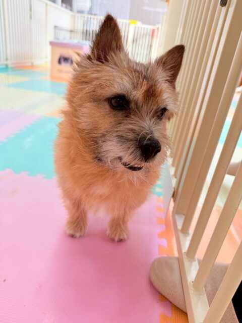 明日は木曜日、休園日です🐶

🐾🐶愛犬のお悩みご相談ください🐶🐾
@kenkohmura_official
 ↑フォロー待ってます↑

〒955-0091 新潟県三条市上須頃大割４２８−１
☎︎ 0256-35-2571
✉️ info@kenkohmura.jp
HP: http://kenkohmura.jp
LINE: https://lin.ee/7LIz5sb

#犬幸村#犬の幼稚園 #吠える、噛む #犬のしつけ #トイレ