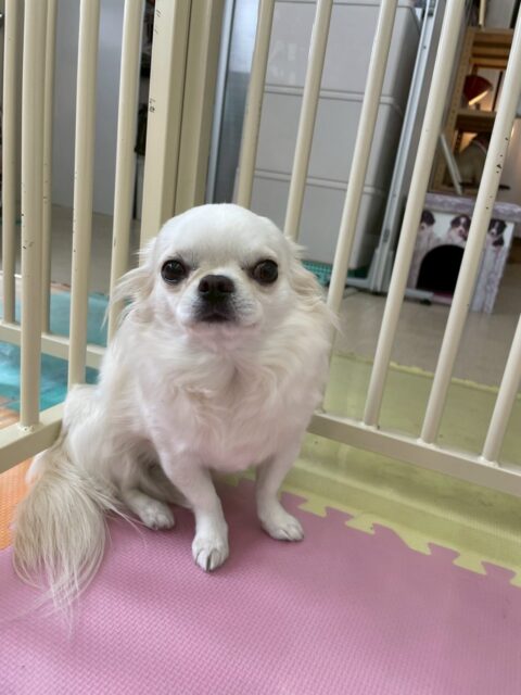 ビビちゃん🐶
歯磨きトレーニング開始から1年5ヶ月ほどが経過しました✨健康な歯を保てています🦷🪥
今日はお店の小さい子達やウィスキーちゃんの匂いを自分から嗅ぎにいっていました😆
園内をパトロールしたり椅子の中で休んだりマイペースに過ごしていました😊

🐾🐶愛犬のお悩みご相談ください🐶🐾
@kenkohmura_official
 ↑フォロー待ってます↑

〒955-0091 新潟県三条市上須頃大割４２８−１
☎︎ 0256-35-2571
✉️ info@kenkohmura.jp
HP: http://kenkohmura.jp
LINE: https://lin.ee/7LIz5sb

#犬幸村#犬の幼稚園 #吠える、噛む #犬のしつけ #トイレ
チワワ　ちわわ　チワワだいすき