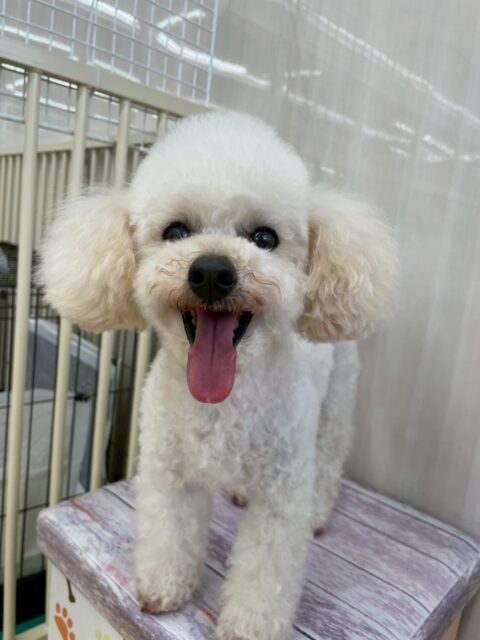 こむぎちゃん🐶
スタッフと手遊びして遊んでいたりニコペットにいる子達に遊びに誘われていたりしていました☺️
午後からはスタッフの膝の上でまったりすごしていました！
🐾🐶愛犬のお悩みご相談ください🐶🐾
@kenkohmura_official
 ↑フォロー待ってます↑

〒955-0091 新潟県三条市上須頃大割４２８−１
☎︎ 0256-35-2571
✉️ info@kenkohmura.jp
HP: http://kenkohmura.jp
LINE: https://lin.ee/7LIz5sb

#犬幸村#犬の幼稚園 #吠える噛む #犬のしつけ #トイレ
 トイプードル トイプードルだいすき トイプードルかわいい