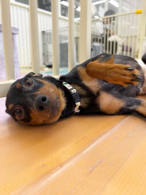 ちょこたんちゃん🐶
仲良しの幸ちゃんと楽しそうに遊んでいました🎶
お散歩トレーニングも頑張っていました！
⁡
歯磨きトレーニング開始して11ヶ月経過しました🦷🪥✨
歯の白さキープしているのでこれからも頑張りしましょう💪
🐾🐶愛犬のお悩みご相談ください🐶🐾
@kenkohmura_official
 ↑フォロー待ってます↑

〒955-0091 新潟県三条市上須頃大割４２８−１
☎︎ 0256-35-2571
✉️ info@kenkohmura.jp
HP: http://kenkohmura.jp
LINE: https://lin.ee/7LIz5sb

#犬幸村#犬の幼稚園 #吠える噛む #犬のしつけ #トイレ
 ミニチュアピンシャー ミニチュアピンシャーかわいい ミニチュアピンシャーだいすき