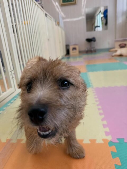 本日の鶴丸🐶
本日は夏紬ちゃんとワンプロをしたり、ププちゃんやニコペットの子達と走り回ったりして楽しそうにして遊んでもらっていました🙇
🐾🐶愛犬のお悩みご相談ください🐶🐾
@kenkohmura_official
↑フォロー待ってます↑
〒955-0091 新潟県三条市上須頃大割428−1
☎︎ 0256-35-2571
✉️ info@kenkohmura.jp
HP: http://kenkohmura.jp
LINE: https://lin.ee/7LIz5sb
#犬幸村#犬の幼稚園 #吠える、噛む #犬のしつけ #トイレ
ノーリッチテリアノーリッチテリア可愛いノーリッチテリア大好きノーリッチテリア倶楽部