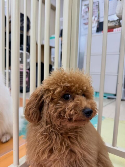 ププちゃん🐶
本日はかなりスタッフに構って攻撃をして来てくれたり、モモちゃんやモカちゃん達と走り回ったりして過ごしていました🤭

🐾🐶愛犬のお悩みご相談ください🐶🐾
@kenkohmura_official
 ↑フォロー待ってます↑

〒955-0091 新潟県三条市上須頃大割４２８−１
☎︎ 0256-35-2571
✉️ info@kenkohmura.jp
HP: http://kenkohmura.jp
LINE: https://lin.ee/7LIz5sb

#犬幸村#犬の幼稚園 #吠える、噛む #犬のしつけ #トイレ
トイプートイプー可愛いトイプー倶楽部トイプー大好き