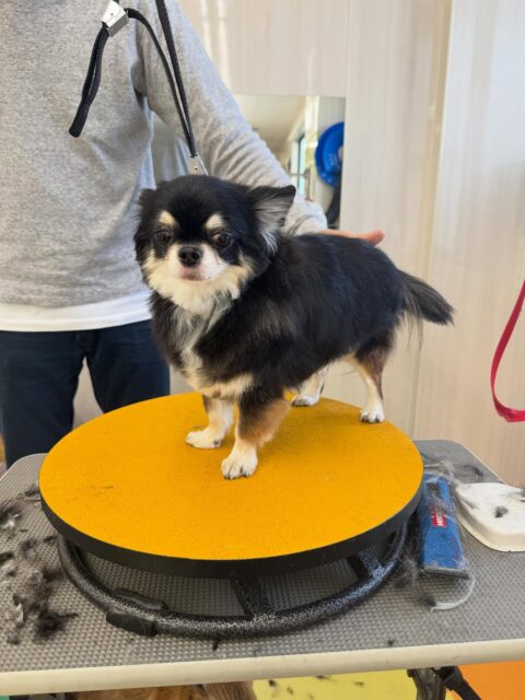 こまめちゃん🐶
本日はきりまるちゃんやまろちゃん、ニコペットのチワワ達といっしょにチームチワワで匂いを嗅ぎ合ったりしていました🤭
🐾🐶愛犬のお悩みご相談ください🐶🐾
@kenkohmura_official
↑フォロー待ってます↑
〒955-0091 新潟県三条市上須頃大割428−1
☎︎ 0256-35-2571
✉️ info@kenkohmura.jp
HP: http://kenkohmura.jp
LINE: https://lin.ee/7LIz5sb
#犬幸村#犬の幼稚園 #吠える、噛む #犬のしつけ #トイレ
チワワチワワ可愛いチワワ大好きチワワ倶楽部