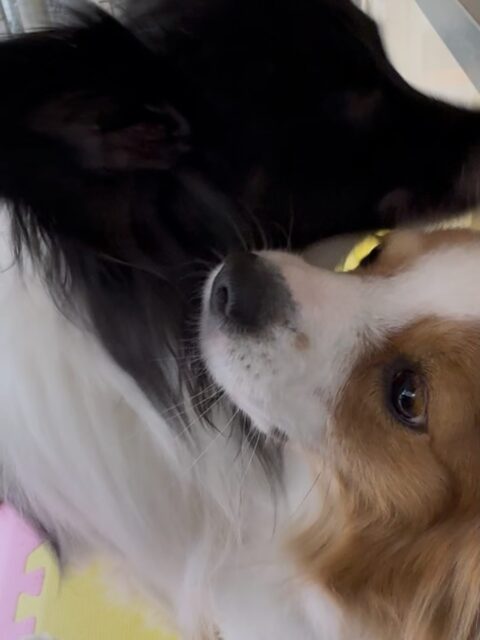 マロンちゃん🐶
本日歯磨きトレーニングを開始して1年6ヶ月が経ちました
歯磨きも歯の状態もしっかりキープできているのでこのまま頑張りましょう👍

園内では、リラちゃんやチャリーちゃん達といっしょに走り回ったり、お話をしたりして楽しそうにしていました🤭

🐾🐶愛犬のお悩みご相談ください🐶🐾
@kenkohmura_official
 ↑フォロー待ってます↑

〒955-0091 新潟県三条市上須頃大割４２８−１
☎︎ 0256-35-2571
✉️ info@kenkohmura.jp
HP: http://kenkohmura.jp
LINE: https://lin.ee/7LIz5sb

#犬幸村#犬の幼稚園 #吠える、噛む #犬のしつけ #トイレ
パピヨンパピヨン可愛いパピヨン大好きパピヨン倶楽部