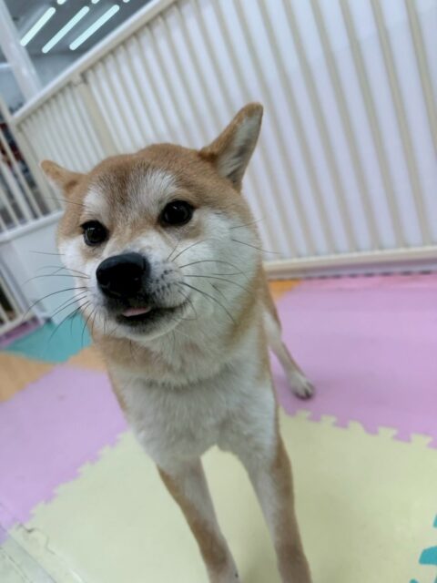 こまちゃん🐶
本日はスタッフとの手遊びやのりまきちゃんや、ジョージちゃん達と楽しそうに走り回ったりしていました‼️
本日はお話し合いよりも遊んでいることの方が多くていつもよりも楽しそうに過ごしていました👍
🐾🐶愛犬のお悩みご相談ください🐶🐾
@kenkohmura_official
↑フォロー待ってます↑
〒955-0091 新潟県三条市上須頃大割428−1
☎︎ 0256-35-2571
✉️ info@kenkohmura.jp
HP: http://kenkohmura.jp
LINE: https://lin.ee/7LIz5sb
#犬幸村#犬の幼稚園 #吠える、噛む #犬のしつけ #トイレ
柴犬柴犬可愛い柴犬大好き柴犬倶楽部