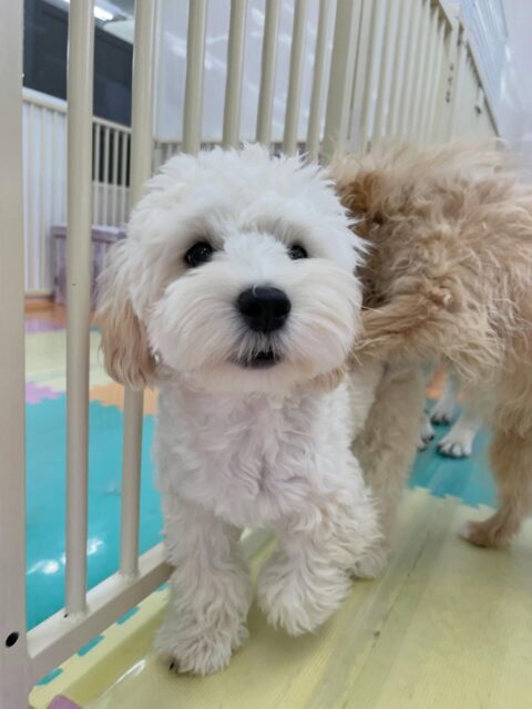 ふうちゃん🐶
ニコペットにいる子達やププちゃんとワンプロして遊んでいました😆
お散歩トレーニングや歯磨きトレーニングも頑張っていました!!
🐾🐶愛犬のお悩みご相談ください🐶🐾
@kenkohmura_official
↑フォロー待ってます↑
〒955-0091 新潟県三条市上須頃大割428−1
☎︎ 0256-35-2571
✉️ info@kenkohmura.jp
HP: http://kenkohmura.jp
LINE: https://lin.ee/7LIz5sb
#犬幸村#犬の幼稚園 #吠える噛む #犬のしつけ #トイレ
ミックス犬 ミックス犬かわいい ミックス犬だいすき