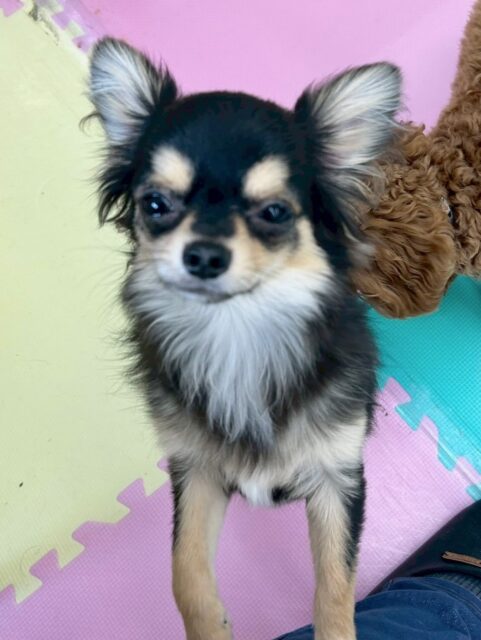 きりまるちゃん🐶
本日は、朝からププちゃんやモカちゃん、ぽん太達と走り回ったりして楽しそうに過ごしていました👍
午後からはラブラドールやジョージちゃん、ペリーちゃん達のヤンチャ組と走り回れたりして満足そうな表情でした🤭
🐾🐶愛犬のお悩みご相談ください🐶🐾
@kenkohmura_official
↑フォロー待ってます↑
〒955-0091 新潟県三条市上須頃大割428−1
☎︎ 0256-35-2571
✉️ info@kenkohmura.jp
HP: http://kenkohmura.jp
LINE: https://lin.ee/7LIz5sb
#犬幸村#犬の幼稚園 #吠える、噛む #犬のしつけ #トイレ
チワワチワワ可愛いチワワ大好きチワワ倶楽部