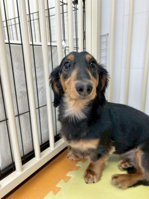 幼稚園体験に来てくれました🐶
初めは挨拶の仕方が上手くできなかったり、緊張で部屋の隅で丸まっていました☺️
しかし、押しの強い子達を吠えても追い払えない経験や遊びに誘われたりしているうちに少しずつ動けるようになりました👏✨
今日だけでもかなりの変化が見られましたね😊

🐾🐶愛犬のお悩みご相談ください🐶🐾
@kenkohmura_official
 ↑フォロー待ってます↑

〒955-0091 新潟県三条市上須頃大割４２８−１
☎︎ 0256-35-2571
✉️ info@kenkohmura.jp
HP: http://kenkohmura.jp
LINE: https://lin.ee/7LIz5sb

#犬幸村#犬の幼稚園 #吠える、噛む #犬のしつけ #トイレ
ミニチュアダックスフンド　ダックスフンド　ダックス