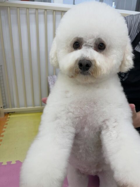 よもぎちゃん🐶
今日はお店の小さい子達に挨拶されたりしていました😊
ププちゃんから構ってアピールをされていましたが気分ではなかったようでスルーしていました😆
お散歩はいつも通り上手に歩いていました👏✨

🐾🐶愛犬のお悩みご相談ください🐶🐾
@kenkohmura_official
 ↑フォロー待ってます↑

〒955-0091 新潟県三条市上須頃大割４２８−１
☎︎ 0256-35-2571
✉️ info@kenkohmura.jp
HP: http://kenkohmura.jp
LINE: https://lin.ee/7LIz5sb

#犬幸村#犬の幼稚園 #吠える、噛む #犬のしつけ #トイレ
ミックス犬　mix犬　mix犬だいすき