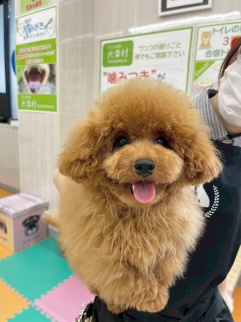 ププちゃん🐶
今日はお店の小さい子達とプロレスごっこをして楽しそうに遊んでいました😊
シャンプー後足周りと目元のカットをしてかわいいお顔がよく見えるようになりました✨
お散歩ではいつも通りルンルンで楽しそうでした😆

🐾🐶愛犬のお悩みご相談ください🐶🐾
@kenkohmura_official
 ↑フォロー待ってます↑

〒955-0091 新潟県三条市上須頃大割４２８−１
☎︎ 0256-35-2571
✉️ info@kenkohmura.jp
HP: http://kenkohmura.jp
LINE: https://lin.ee/7LIz5sb

#犬幸村#犬の幼稚園 #吠える、噛む #犬のしつけ #トイレ
トイプードル　トイプー　といぷー