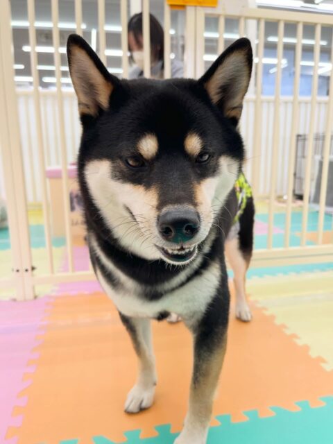 北斗ちゃん🐶
ニコペットにいるラブラドールちゃんやスタンダードプードルちゃんを叱っていたりしていました😄
服の練習とても上手にやらせてくれていました👏
⁡
歯磨きトレーニング開始して1年7ヶ月経過しました🦷🪥✨
歯磨きなれてきて上手にさせてくれてます！！
🐾🐶愛犬のお悩みご相談ください🐶🐾
@kenkohmura_official
 ↑フォロー待ってます↑

〒955-0091 新潟県三条市上須頃大割４２８−１
☎︎ 0256-35-2571
✉️ info@kenkohmura.jp
HP: http://kenkohmura.jp
LINE: https://lin.ee/7LIz5sb

#犬幸村#犬の幼稚園 #吠える噛む #犬のしつけ #トイレ
 黒柴 黒柴かわいい 黒柴だいすき