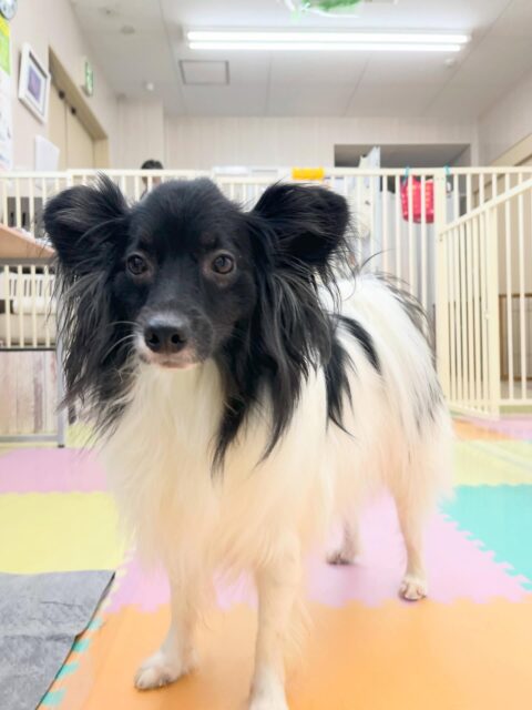 リラちゃん🐶
仲良しのマロンちゃんに遊びに誘っていたり、オレオちゃんと遊んだりしていました🙌
歯磨きトレーニング開始して1年経過しました🦷🪥✨
歯磨きとても上手にさせてくれてます！！
🐾🐶愛犬のお悩みご相談ください🐶🐾
@kenkohmura_official
 ↑フォロー待ってます↑

〒955-0091 新潟県三条市上須頃大割４２８−１
☎︎ 0256-35-2571
✉️ info@kenkohmura.jp
HP: http://kenkohmura.jp
LINE: https://lin.ee/7LIz5sb

#犬幸村#犬の幼稚園 #吠える噛む #犬のしつけ #トイレ
 ミックス犬 ミックス犬だいすき ミックス犬かわいい