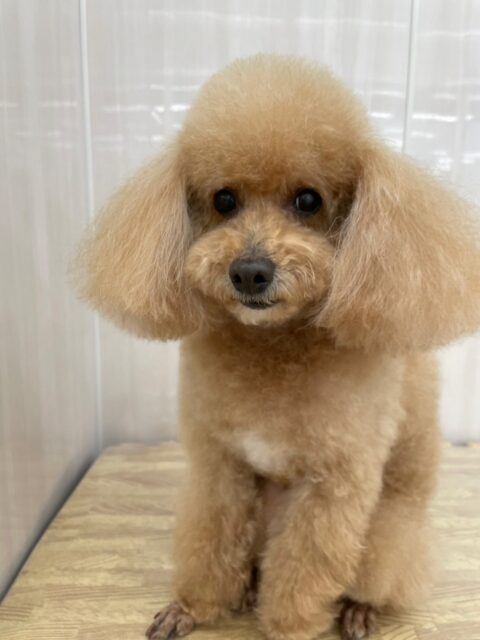 メイちゃん🐶
ニコペットにいるチワワちゃんが気になったみたいで追いかけていたりしていました😄
カットやお手入れも頑張っていました✂️
🐾🐶愛犬のお悩みご相談ください🐶🐾
@kenkohmura_official
 ↑フォロー待ってます↑

〒955-0091 新潟県三条市上須頃大割４２８−１
☎︎ 0256-35-2571
✉️ info@kenkohmura.jp
HP: http://kenkohmura.jp
LINE: https://lin.ee/7LIz5sb

#犬幸村#犬の幼稚園 #吠える噛む #犬のしつけ #トイレ
 トイプードル トイプードルかわいい トイプードルだいすき