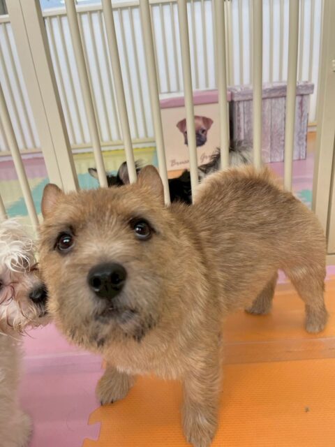 本日の鶴丸🐶
本日はニコペットのちびっ子達やププちゃん、きりまるちゃん、まろちゃん、ケン太ちゃん達と激しく遊び回ったり、みんなにかまってもらったりして楽しんで過ごしていました🙇
🐾🐶愛犬のお悩みご相談ください🐶🐾
@kenkohmura_official
↑フォロー待ってます↑
〒955-0091 新潟県三条市上須頃大割428−1
☎︎ 0256-35-2571
✉️ info@kenkohmura.jp
HP: http://kenkohmura.jp
LINE: https://lin.ee/7LIz5sb
#犬幸村#犬の幼稚園 #吠える、噛む #犬のしつけ #トイレ
ノーリッチテリアノーリッチテリア可愛いノーリッチテリア大好き