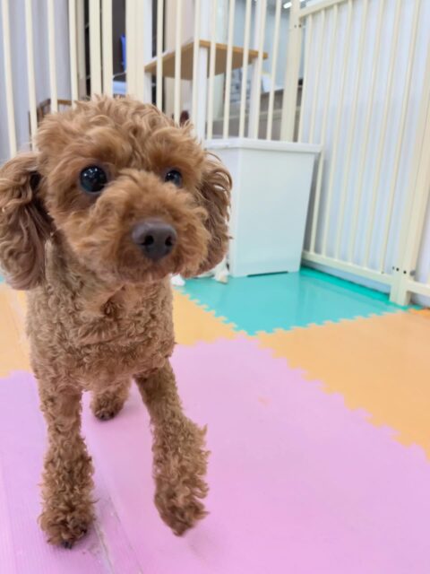 もこちゃん🐶
ニコペットにいる子達とおしゃべりしていたり、スタッフに撫でて〜とあまえたりしていました😆
🐾🐶愛犬のお悩みご相談ください🐶🐾
@kenkohmura_official
 ↑フォロー待ってます↑

〒955-0091 新潟県三条市上須頃大割４２８−１
☎︎ 0256-35-2571
✉️ info@kenkohmura.jp
HP: http://kenkohmura.jp
LINE: https://lin.ee/7LIz5sb

#犬幸村#犬の幼稚園 #吠える噛む #犬のしつけ #トイレ
 トイプードル トイプードルかわいい トイプードルだいすき