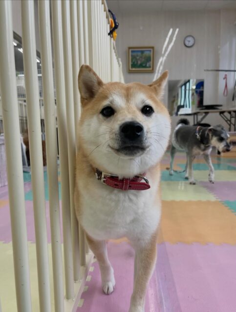 寅丸ちゃん🐶
こまちゃんとおしゃべりしたり、ペリーちゃんに遊ぼ〜とヒップアタックしていました😁
お散歩トレーニングではスタッフとアイコンタクトとれていて上手でした👏
🐾🐶愛犬のお悩みご相談ください🐶🐾
@kenkohmura_official
↑フォロー待ってます↑
〒955-0091 新潟県三条市上須頃大割428−1
☎︎ 0256-35-2571
✉️ info@kenkohmura.jp
HP: http://kenkohmura.jp
LINE: https://lin.ee/7LIz5sb
#犬幸村#犬の幼稚園 #吠える噛む #犬のしつけ #トイレ
豆柴 豆柴かわいい 豆柴だいすき