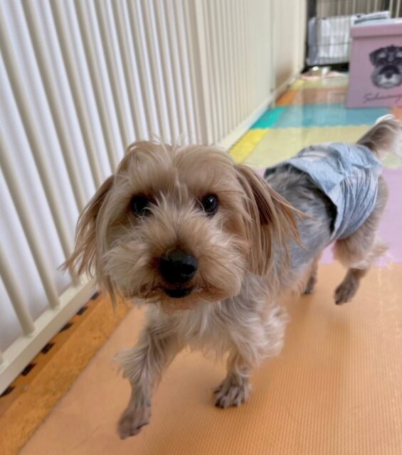 ロンちゃん🐶
本日はレオちゃんやププちゃん達と遊び回ったり、スタッフの周りをぐるぐるぐるぐる回ったりして遊んでいました🤭
楽しそうにみんなと遊べていてよかったです👍
🐾🐶愛犬のお悩みご相談ください🐶🐾
@kenkohmura_official
↑フォロー待ってます↑
〒955-0091 新潟県三条市上須頃大割428−1
☎︎ 0256-35-2571
✉️ info@kenkohmura.jp
HP: http://kenkohmura.jp
LINE: https://lin.ee/7LIz5sb
#犬幸村#犬の幼稚園 #吠える、噛む #犬のしつけ #トイレ
ヨーキーヨーキー大好きヨーキー倶楽部ヨーキー可愛いすぎ