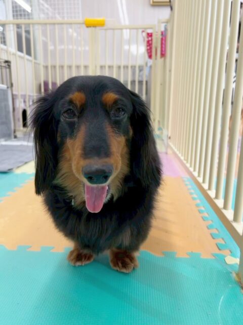 クッキーちゃん🐶
今日は園内の匂いを嗅いだり、スタッフに「なでて〜」とお腹を出したりしていました😊
お散歩ではいつも通り上手歩けていました👏歩くペースを速めると頑張ってついてきてくれました✨

🐾🐶愛犬のお悩みご相談ください🐶🐾
@kenkohmura_official
 ↑フォロー待ってます↑

〒955-0091 新潟県三条市上須頃大割４２８−１
☎︎ 0256-35-2571
✉️ info@kenkohmura.jp
HP: http://kenkohmura.jp
LINE: https://lin.ee/7LIz5sb

#犬幸村#犬の幼稚園 #吠える、噛む #犬のしつけ #トイレ
ミニチュアダックスフンド　ダックスフンド　ダックス