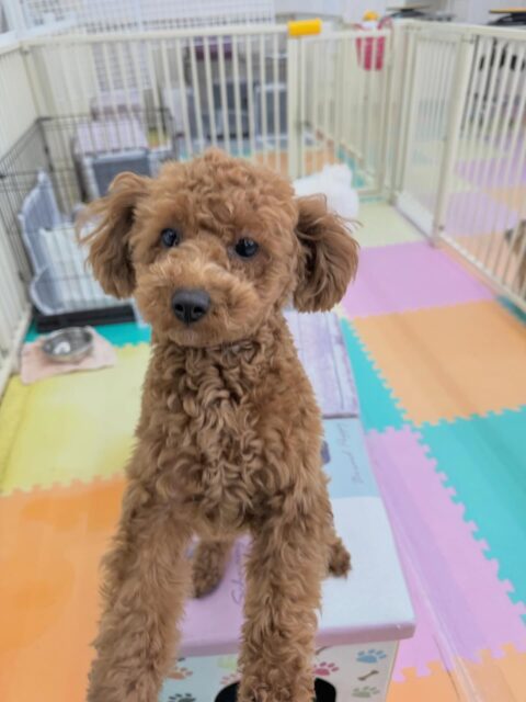 モカちゃん🐶
本日はププちゃんやぽん太、体験に来てくれた子達を遊びに誘ったりして優しいお姉さんをしてくれていました👍
おとなしい組でみんなと遊べて非常に満足そうな表情をしていました🤭
🐾🐶愛犬のお悩みご相談ください🐶🐾
@kenkohmura_official
↑フォロー待ってます↑
〒955-0091 新潟県三条市上須頃大割428−1
☎︎ 0256-35-2571
✉️ info@kenkohmura.jp
HP: http://kenkohmura.jp
LINE: https://lin.ee/7LIz5sb
#犬幸村#犬の幼稚園 #吠える、噛む #犬のしつけ #トイレ
トイプートイプー可愛いトイプー大好きトイプー倶楽部