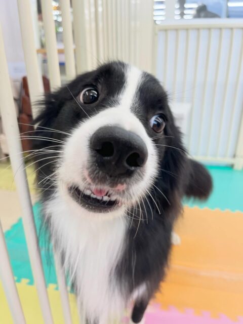 カイちゃん🐶
久しぶりの来園で最初緊張していましたがなれてくるとベンを追いかけたりしていました😁
⁡
歯磨きトレーニング開始して1年7ヶ月経過しました🦷🪥✨
歯磨き上手にさせてくれてます！！
🐾🐶愛犬のお悩みご相談ください🐶🐾
@kenkohmura_official
 ↑フォロー待ってます↑

〒955-0091 新潟県三条市上須頃大割４２８−１
☎︎ 0256-35-2571
✉️ info@kenkohmura.jp
HP: http://kenkohmura.jp
LINE: https://lin.ee/7LIz5sb

#犬幸村#犬の幼稚園 #吠える噛む #犬のしつけ #トイレ
 ボーダーコリー ボーダーコリーかわいい ボーダーコリーだいすき