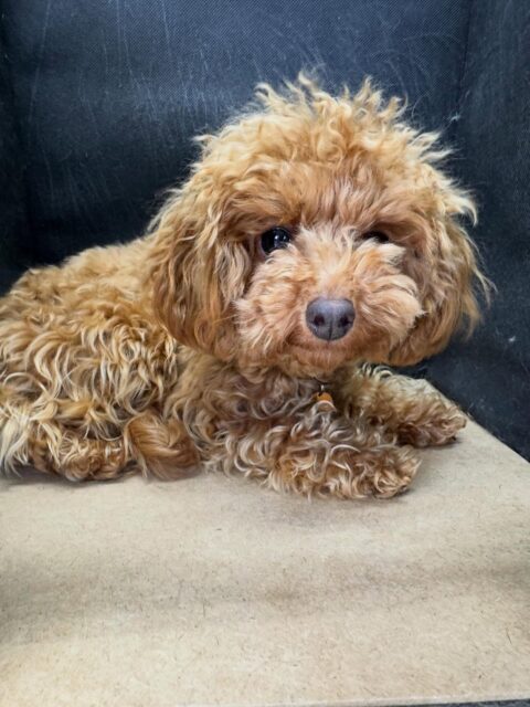 本日幼稚園体験に3頭きてくれました🐶
1頭目の子は最初かなり怯えていたり、周りを警戒したりしていましたが、だんだん慣れてきたのか周りの匂いを嗅いだり、周りの子達といっしょにいたりできるようになってきたので非常に良かったです👍
2頭目の子は、すごくスタッフにフレンドリーですぐに構って攻撃をしてきてくれたりして可愛すぎました😍
他の子達ともいっしょに入れたり、匂いを嗅がれたりしていましたがかなり堂々としていてよかったです👏
3頭目の子は最初から園内を歩き回ったり、走り回ったりしていてあまり緊張がないように感じました‼️他の子達とも最後の方には挨拶ができていたのですごく良かったです✊
🐾🐶愛犬のお悩みご相談ください🐶🐾
@kenkohmura_official
↑フォロー待ってます↑
〒955-0091 新潟県三条市上須頃大割428−1
☎︎ 0256-35-2571
✉️ info@kenkohmura.jp
HP: http://kenkohmura.jp
LINE: https://lin.ee/7LIz5sb
#犬幸村#犬の幼稚園 #吠える、噛む #犬のしつけ #トイレ
トイプートイプー可愛いミニピンミニピン大好きポメラニアンポメラニアン倶楽部